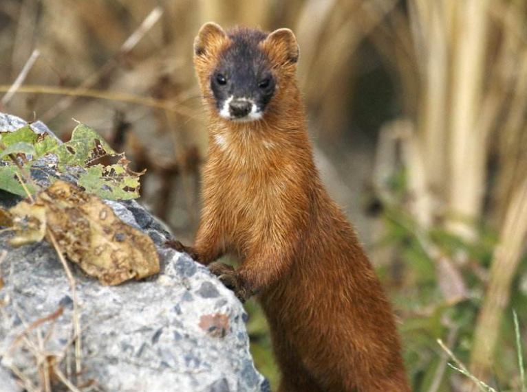 背负多年偷鸡罪名,黄鼠狼终于沉冤得雪