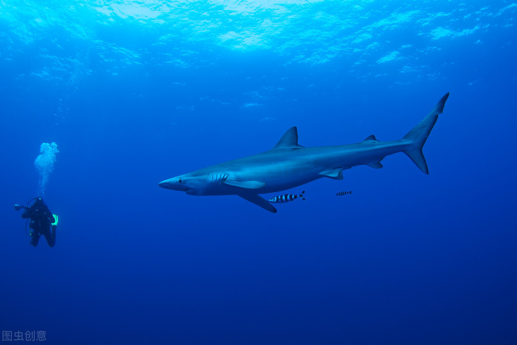 十大恐怖鲨鱼图片（图文讲解10种最危险的鲨鱼）