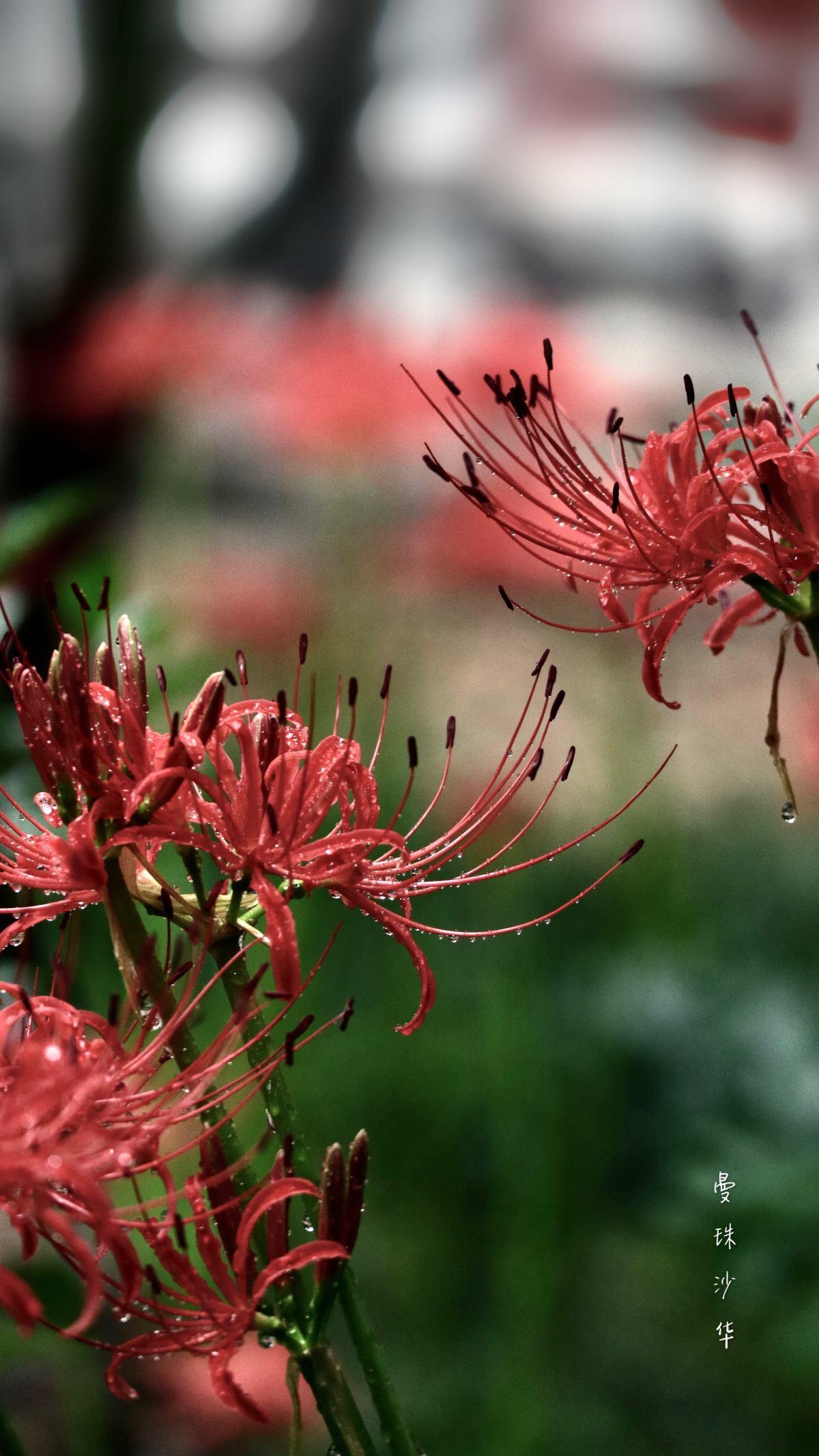 石蒜花可以养在家里吗(石蒜花可以养在家里吗?)