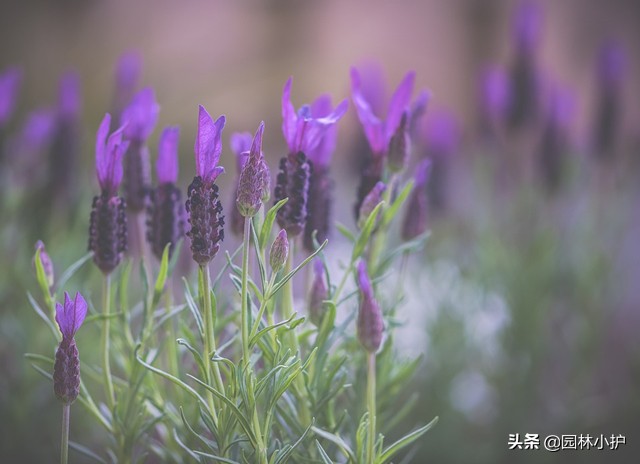 马鞭草花期是什么时候（薰衣草和马鞭草的区别）