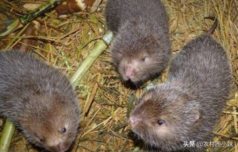 竹鼠养殖技术教程（竹鼠的生活习性和养殖方法）