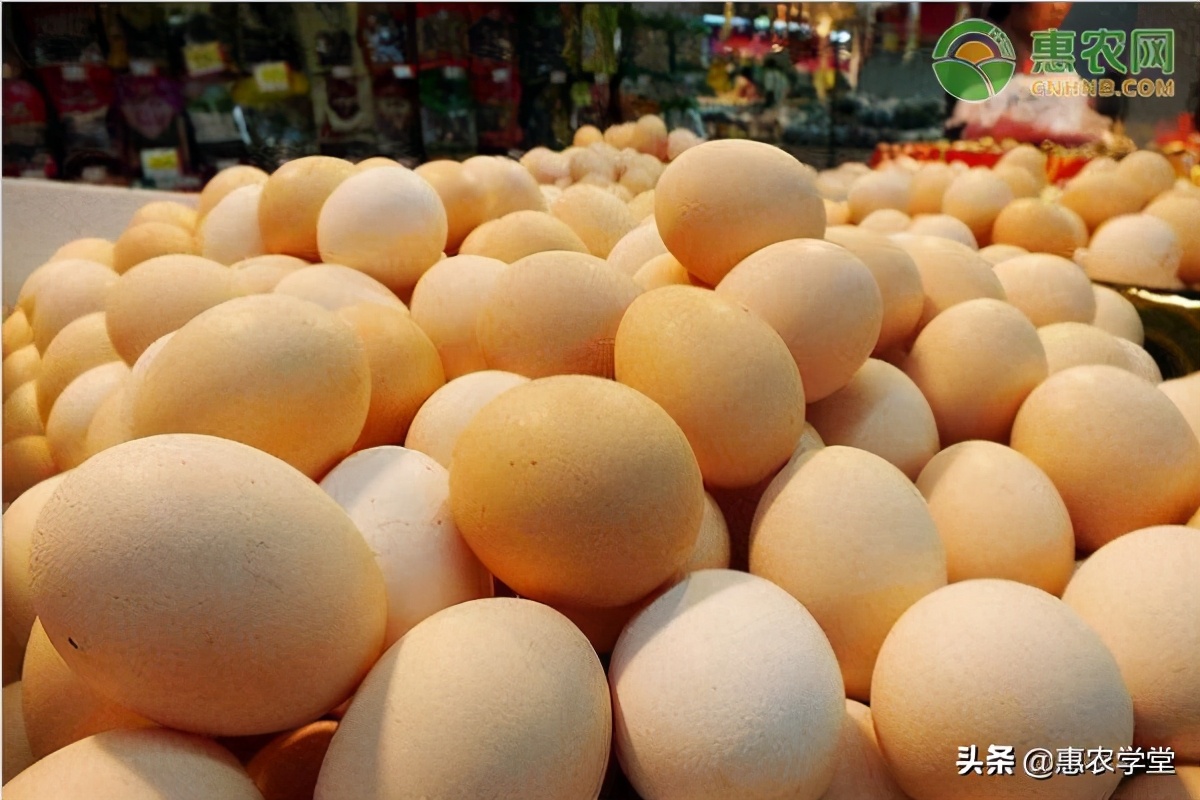 2021年2月份鸡蛋价格最新行情预测及走势分析