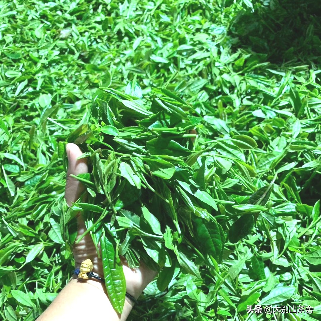 大别山采茶日记，茶季总结：茶歇犹依依，回首数峰青