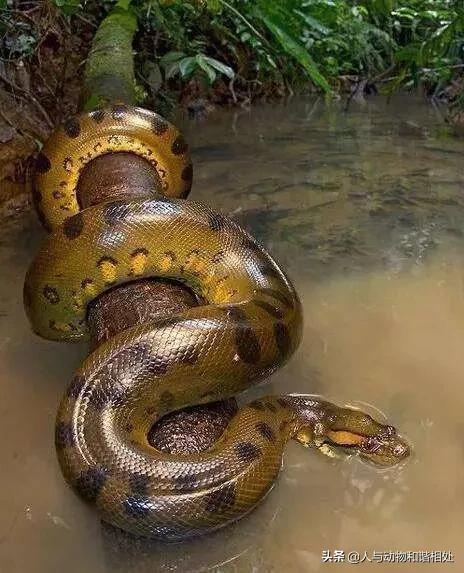 13巨型蟒蛇的天敌 -生活知识库-donow知识库