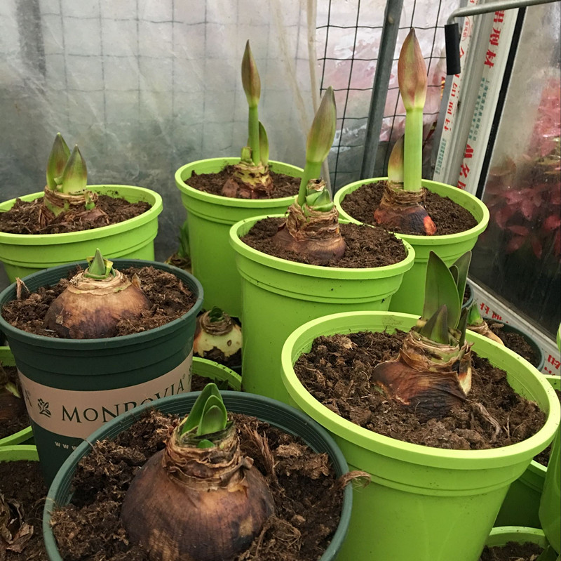 香兰花图片(4种球根花) - 赤虎壹号