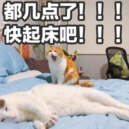 猫咪表情包：你的良心不会痛吗