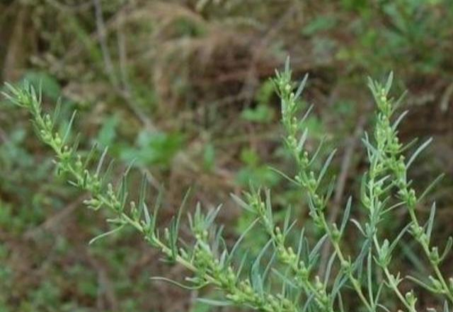 野外一植物，人称“青龙草”，碰到别当杂草，一斤能卖60元