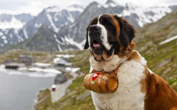 世界名犬品种大全（最全狗狗品种科普及简要介绍）