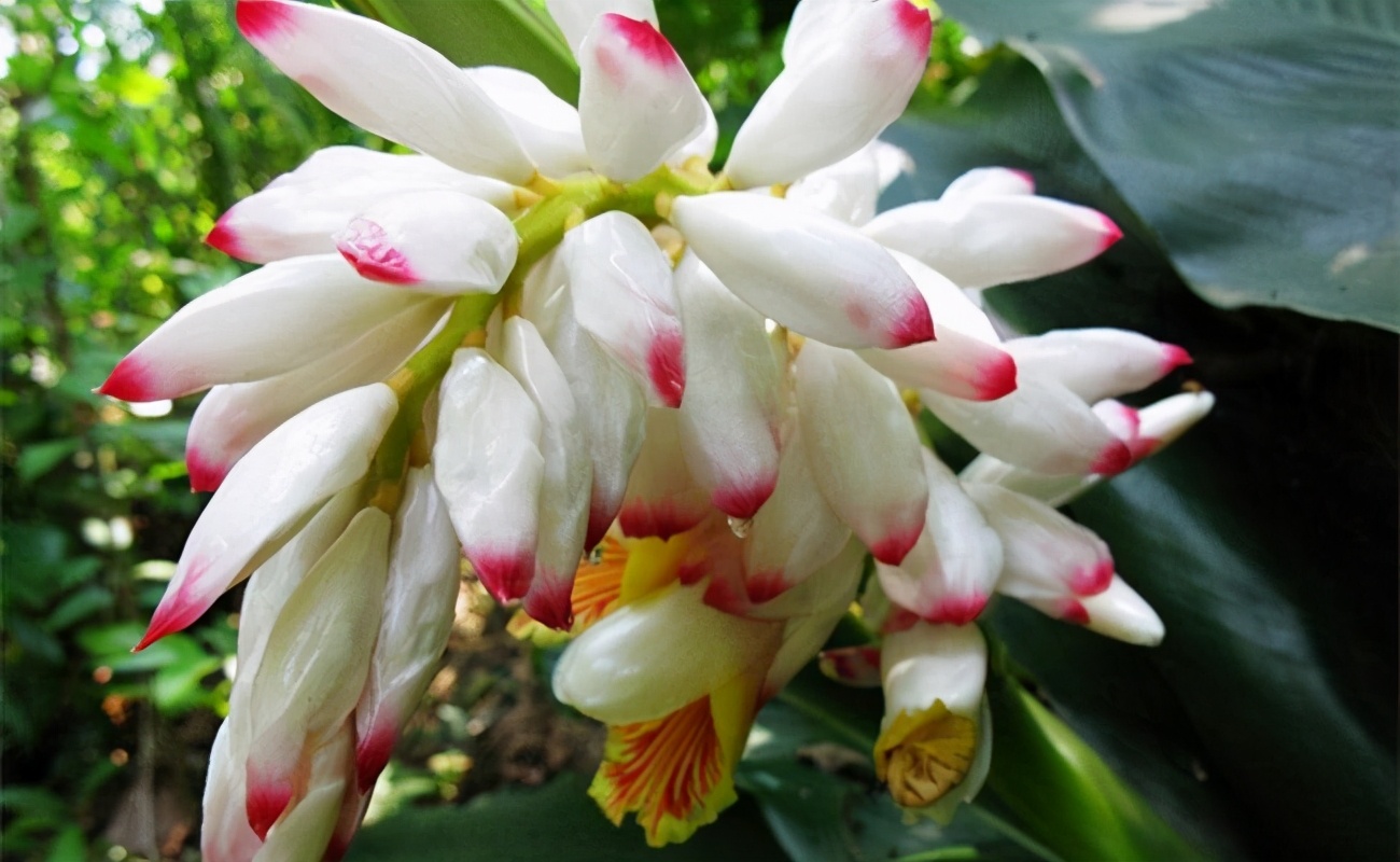 豆蔻是什么(豆蔻是什么中药)