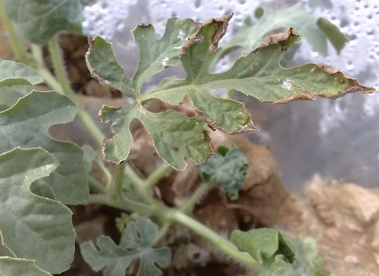 西瓜缺钙,后果严重说起西瓜与钙的关系,大部分瓜农朋友所想到的约莫是