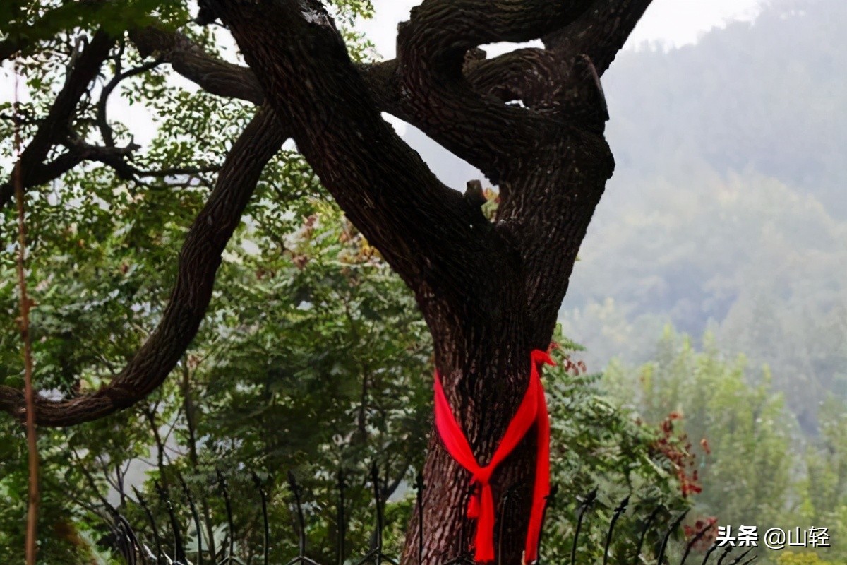 电视剧穆桂英挂帅，里面的降龙木，在现实中是什么树
