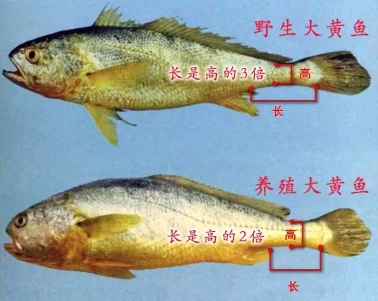 野生大黃魚為什么這么貴,