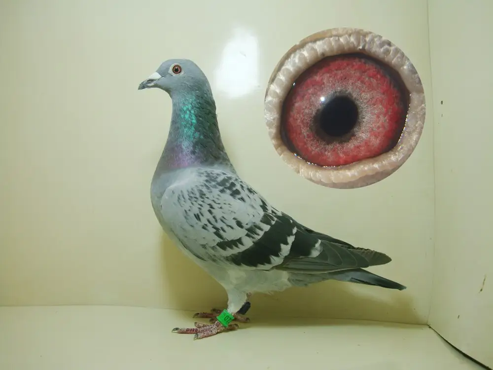 乳鸽养殖技术（养鸽子用什么方法鸽子最健康）