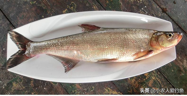 米级翘嘴鱼多少钱一斤(翘嘴的不服) - 价格百科