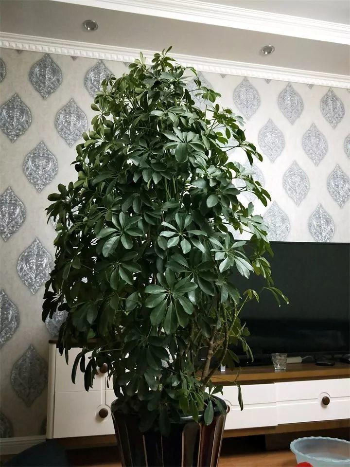 属羊的养什么花最旺财招财 金钱树君子兰富贵竹_达一风水网