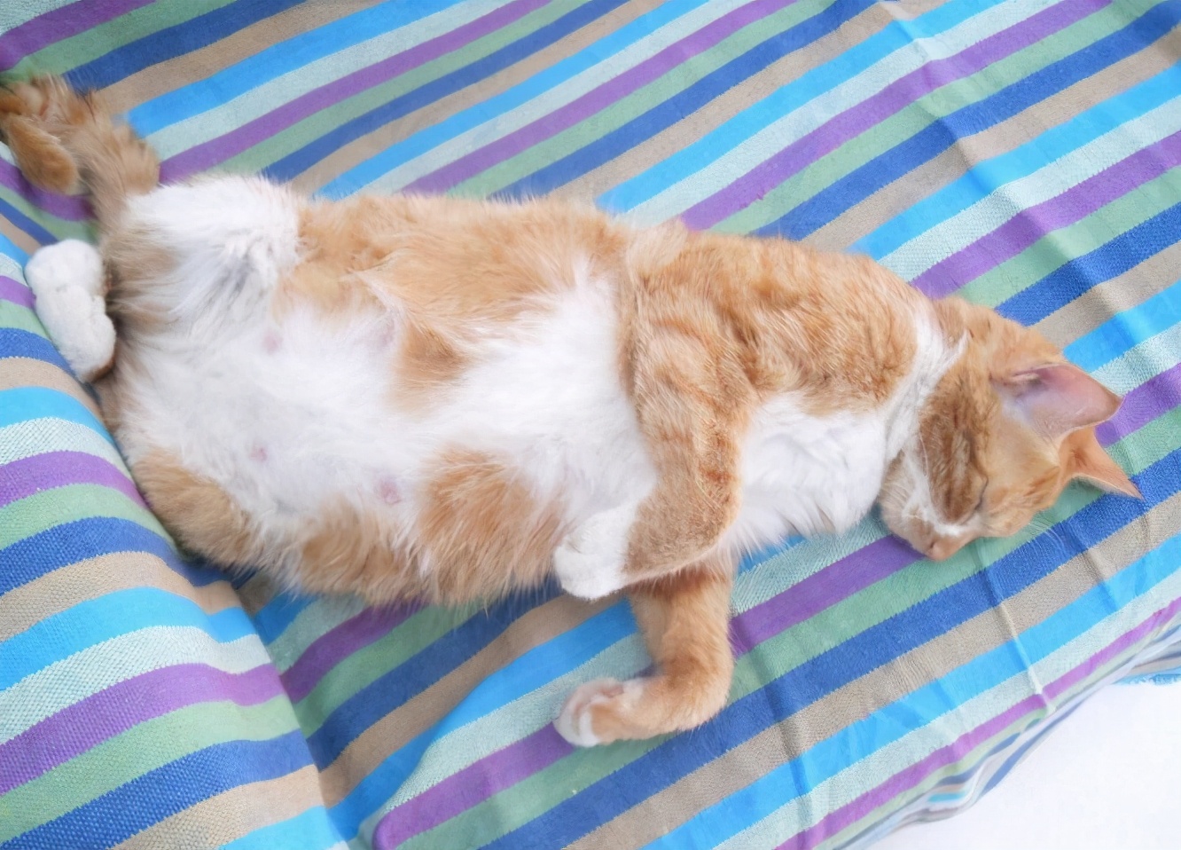 猫咪有这几个表现，说明它“怀孕”了，主人别傻傻不知道