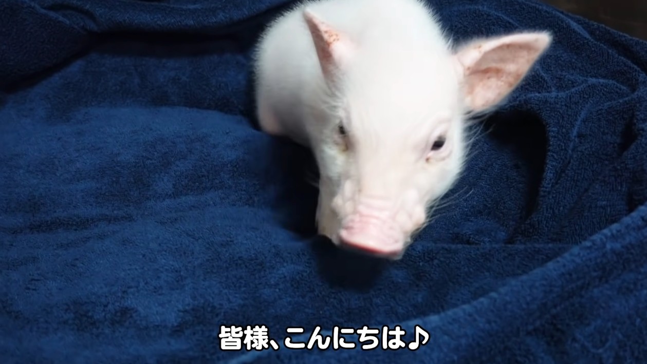 日本极具争议的话题，可爱小猪100天记录，最后烤来吃掉