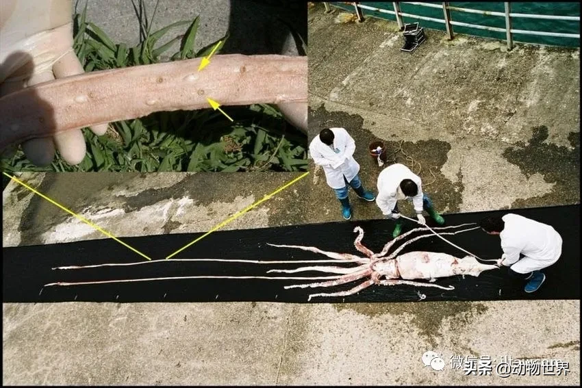 巨型乌贼长什么样（海洋中的巨型头足类生物）