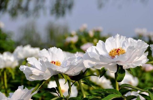 国家正在扶持这5类农业项目，最高补贴可达10亿