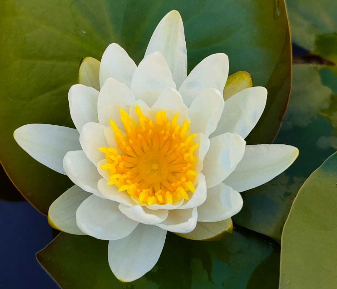 黑珍珠藍莓,黑珍珠藍莓品種介紹
