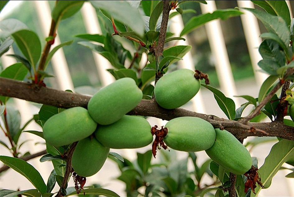 中药古今研究:木瓜