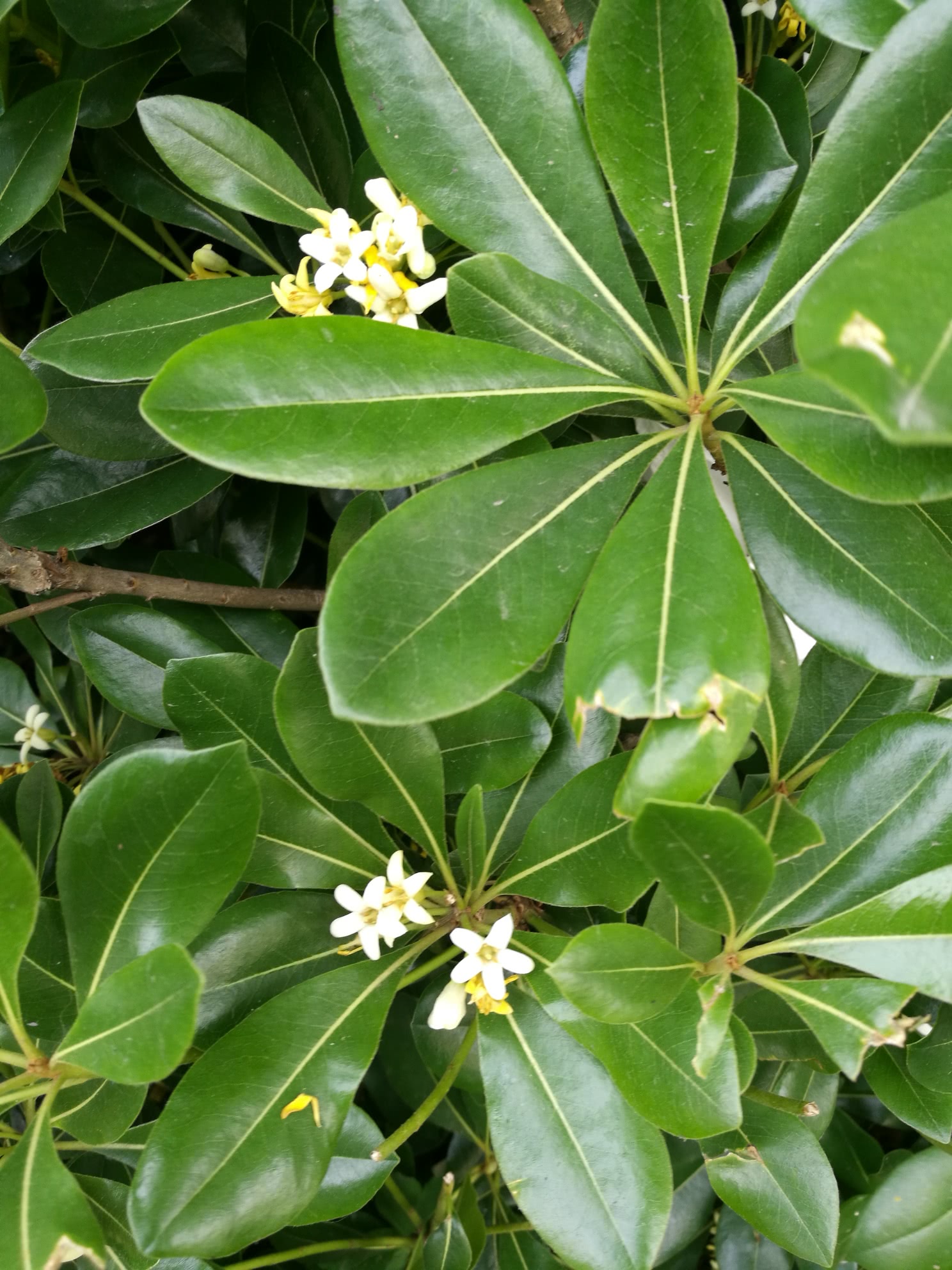它们都叫七里香,席慕蓉的诗,周杰伦的歌,指的是哪一种花呢