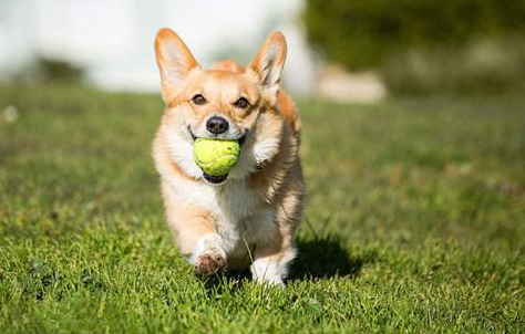 柯基犬一般多少钱？