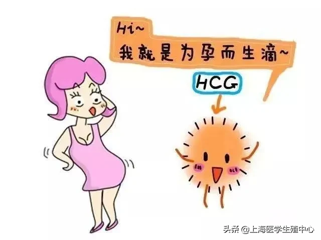 HCG不仅仅在自然受孕中作用很大，在试管助孕中也同样发挥着重要作用！