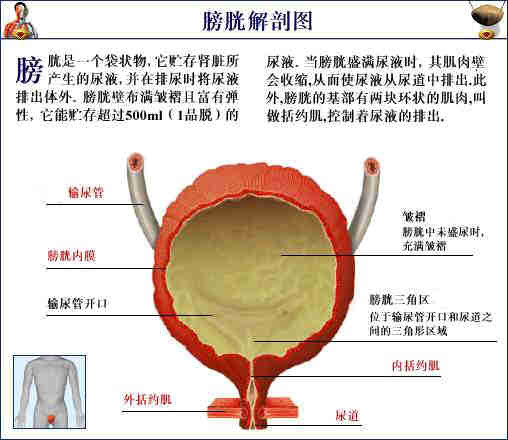 「转载」史上最全的人体（组织器官）全图