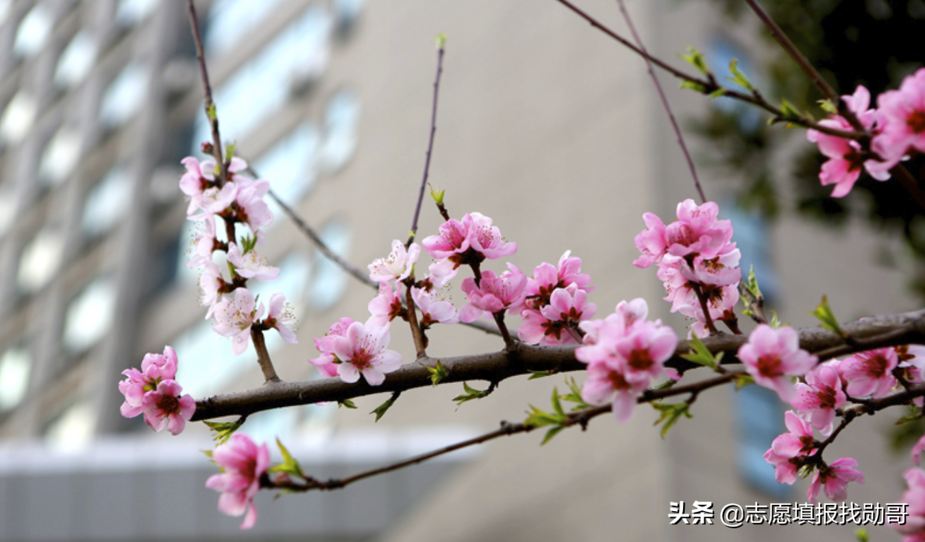 计算机专业最强的11所普通本科，干过211，最有可能晋升双一流