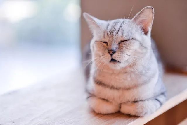 貓咪的9種「睡姿」解析，不同的睡姿，代表了不同的心理