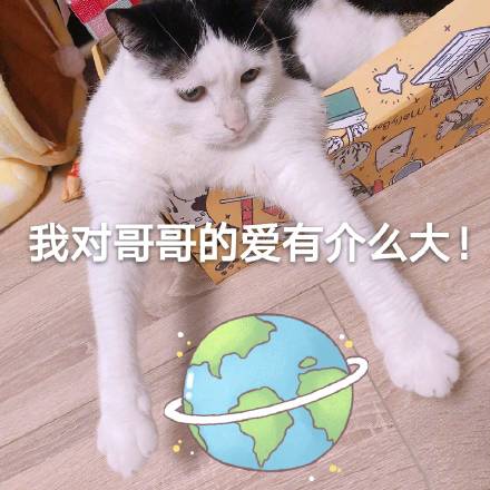 猫咪撩人表情包16张：超级超级喜欢你、心跳加速