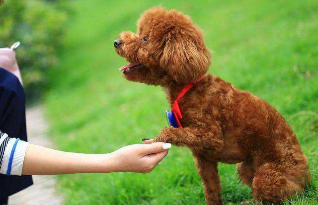 不剪尾巴的泰迪图片(泰迪犬这5部位碰不得) - 赤虎壹号