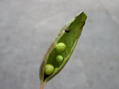 秋雨轻敲梧桐子，梧桐树下口水流