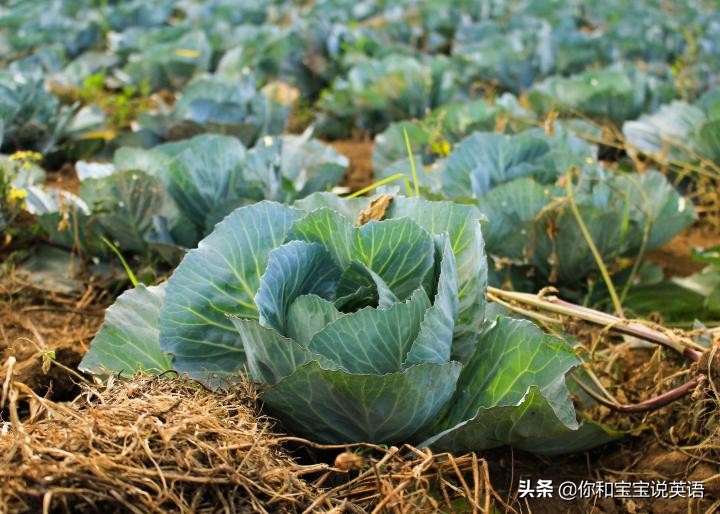 采摘亲子英文+科普—草莓蓝莓、萝卜白菜，谁长地上，谁长藤上？