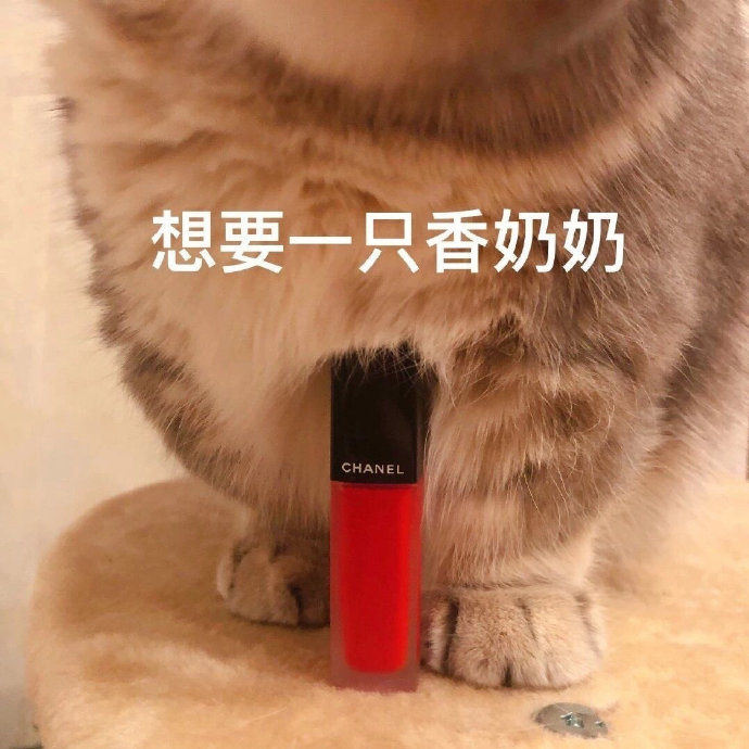 套路老公买口红的猫咪表情包合集