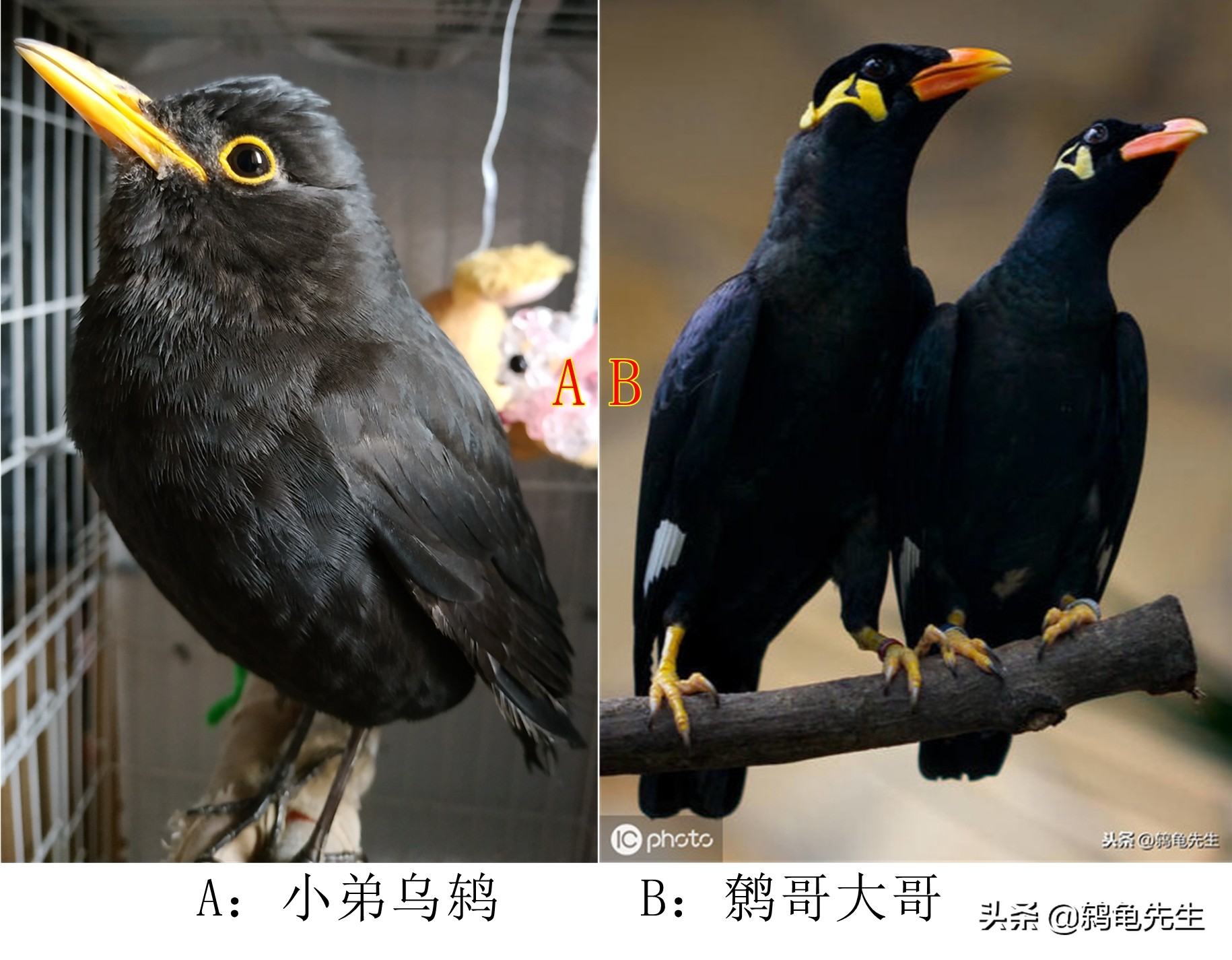八哥鸟和鹩哥四种黑鸟区分方法图解(鹩哥鸟和八哥的区别) 