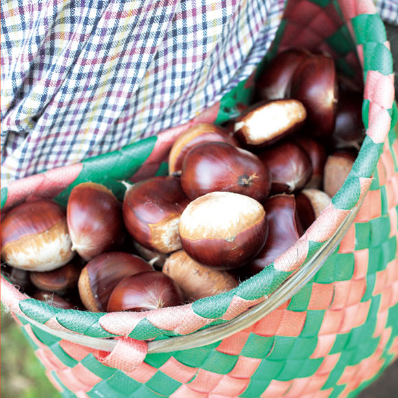 沐夏生活美学｜长谷川弓子在《大栗子》树下
