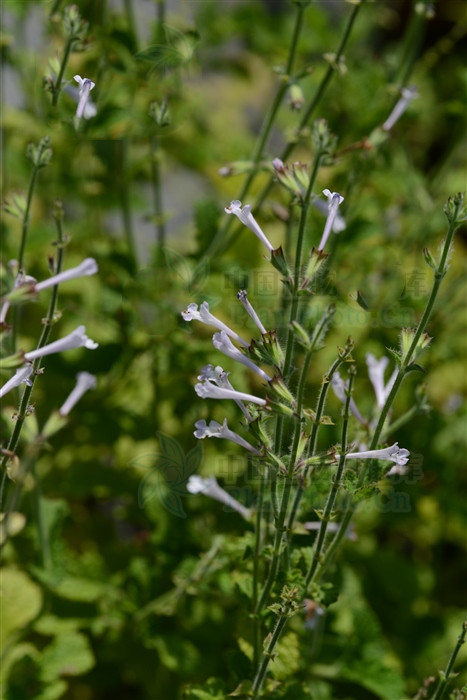 红骨参,见过吗?能补虚,调经,祛风止咳