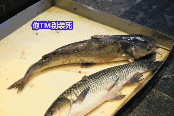 巴沙鱼你自己吃就行了，别给孩子吃