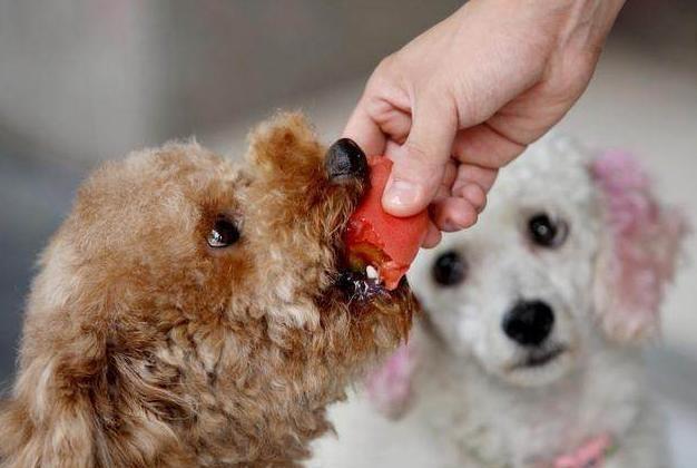 泰迪可以吃西红柿吗（泰迪犬不能吃的5种蔬菜）