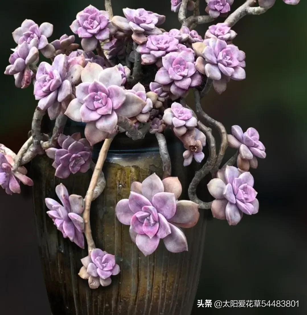 9种口碑非常好的多肉，易养护，出状态又仙又美
