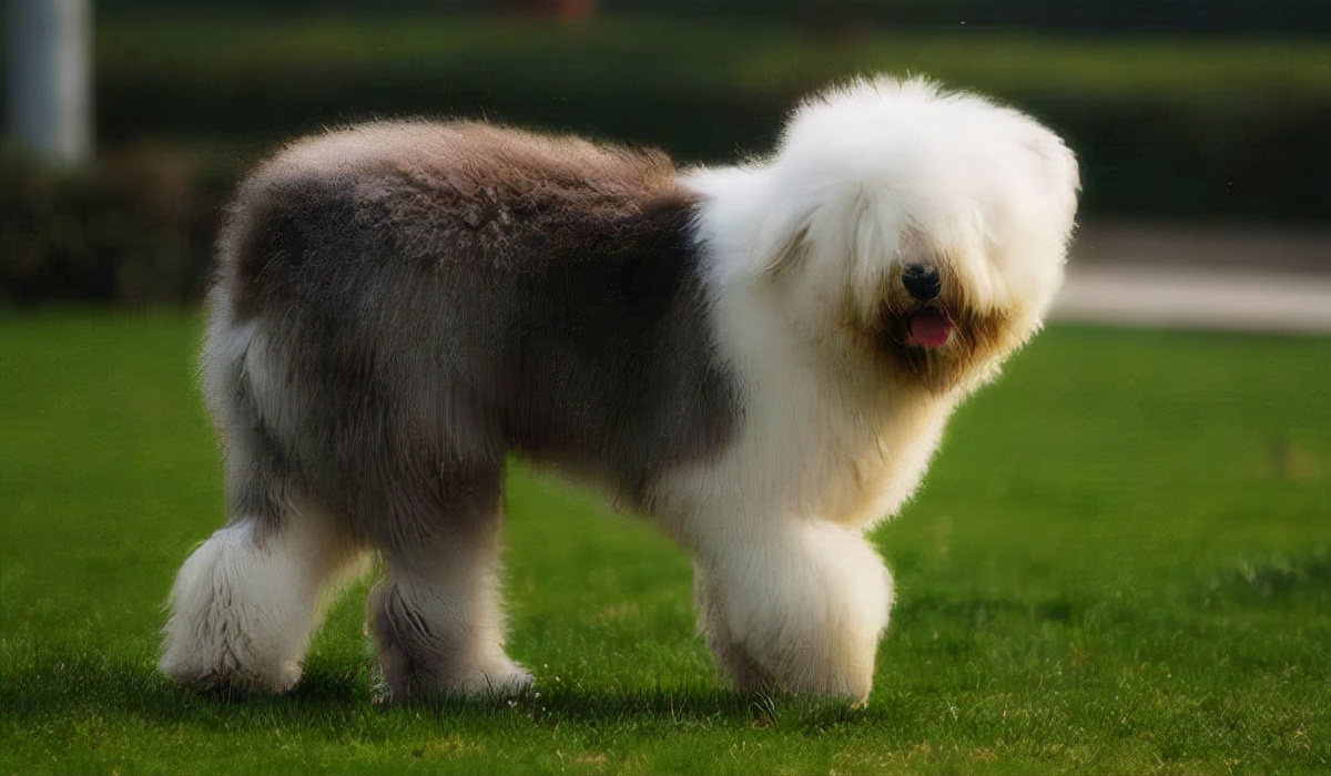 猎犬挪威梗约克夏梗马尔济斯犬中型犬古代英国牧羊犬大麦町犬腊肠犬