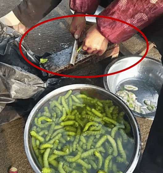 猪儿跑经典骂人句子(你是一条猪儿虫) - 火句子