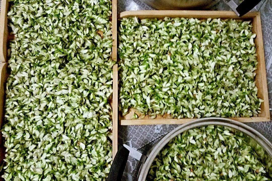 吃了30年槐花，才知道用这种方法就能保存起来，放一整年都不会坏