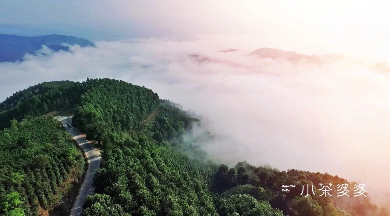 寻香景迈 | 景迈山是云南最美的茶山，云海养心，姑娘养眼