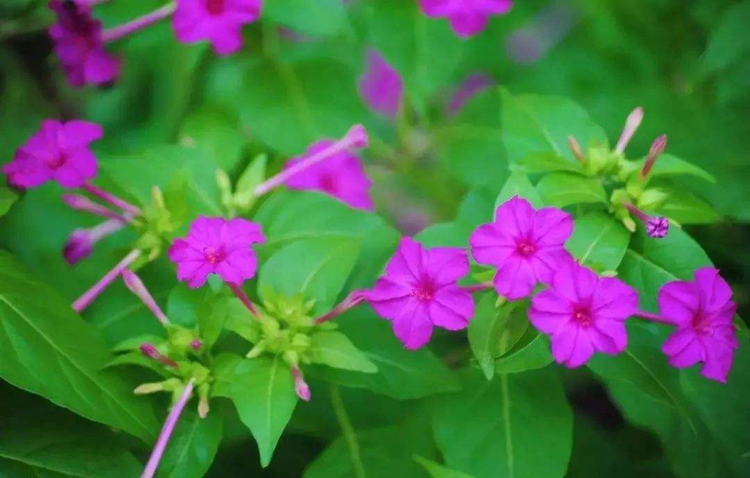 夜来香几月开花,夜来香几月开花几月结束