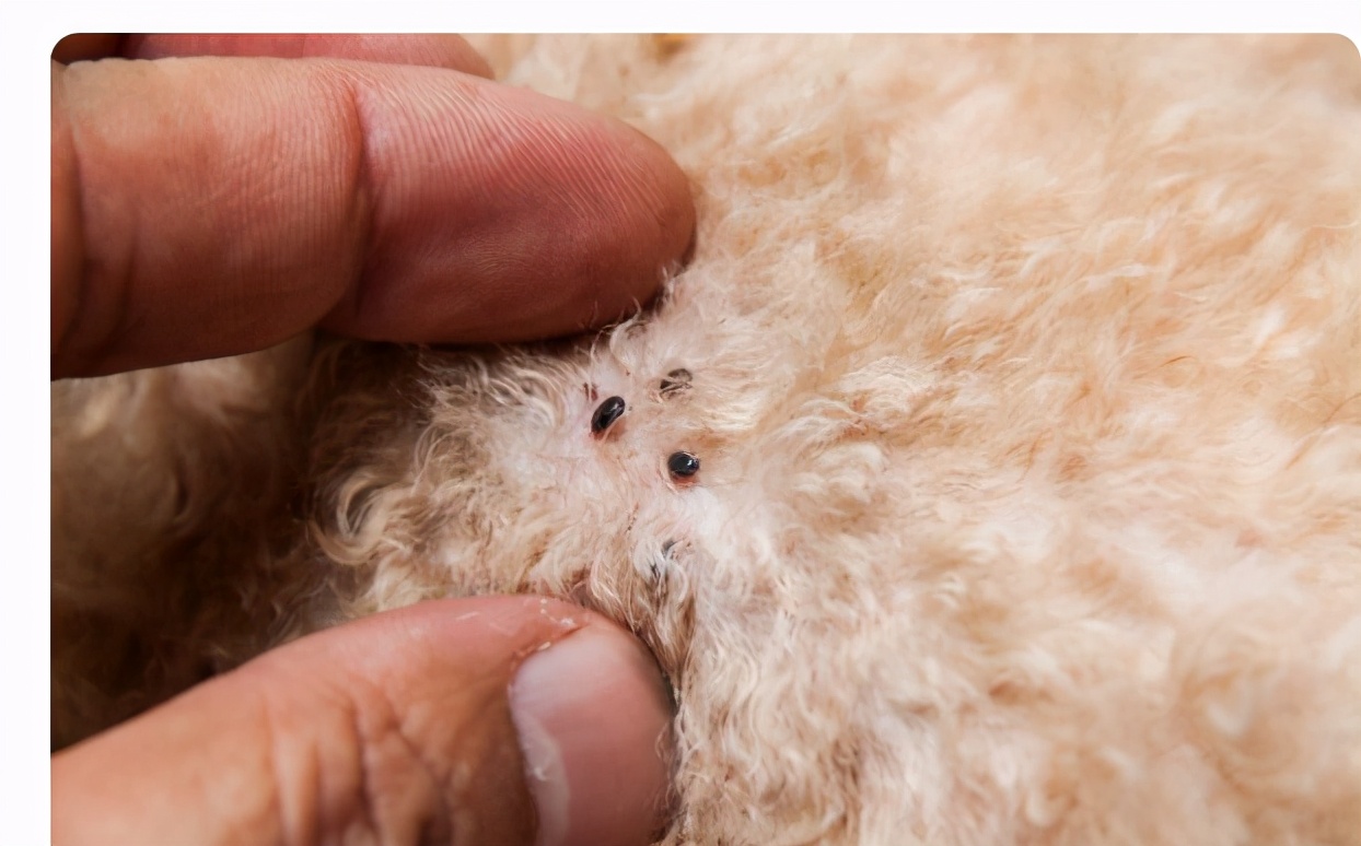 跳蚤咬了怎么止痒最快孕妇和小孩怎么止痒