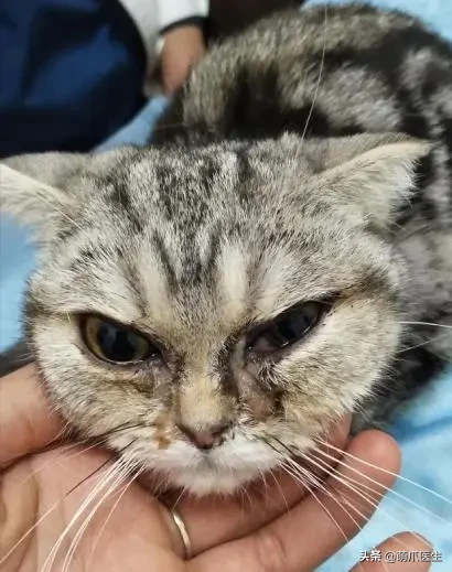 猫咪眼部分泌物不容忽视！预防眼部疾病，清洁和健康饮食很重要