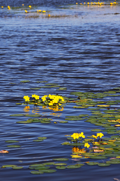 「诗词鉴赏」秋水娟娟秋露凉,古诗词里的秋水,67一江秋水碧湾湾